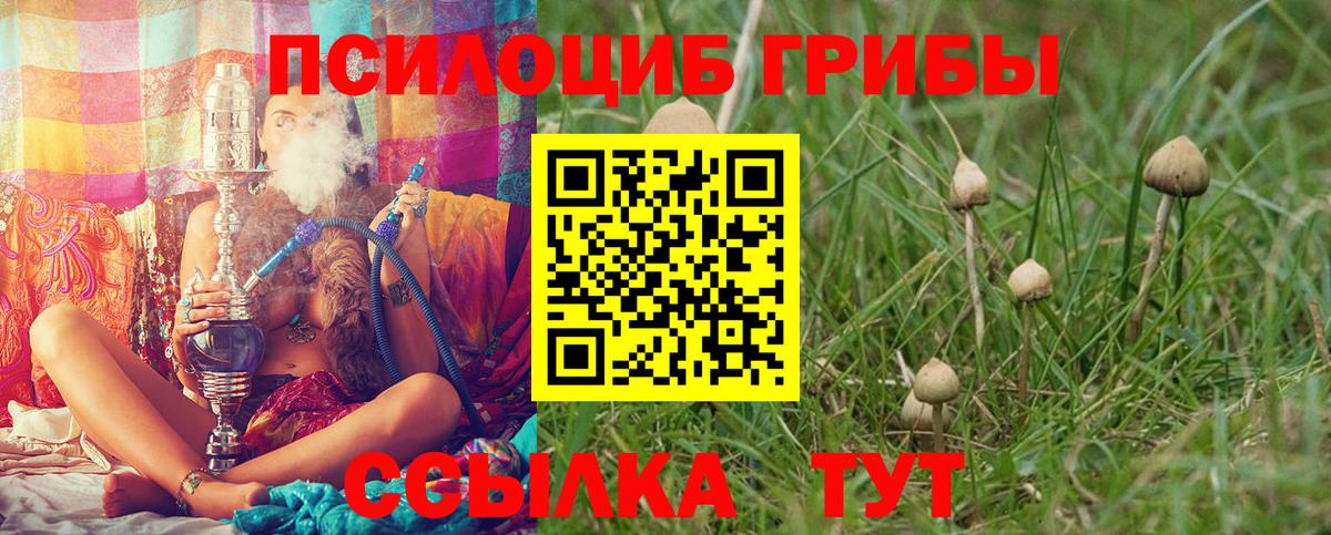 Горно-Алтайск  Псилоцибиновые грибы Psilocybine cubensis  Вход с VPN 